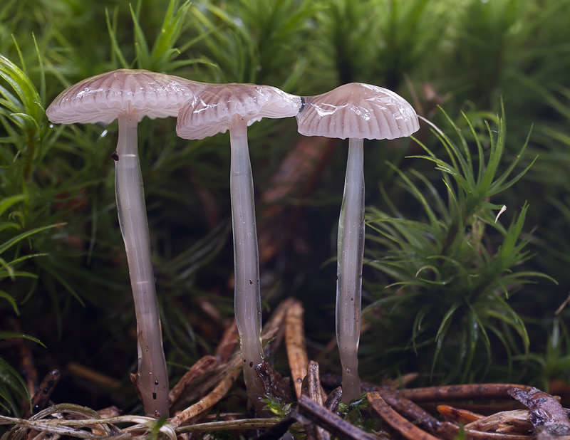 Mycena vulgaris